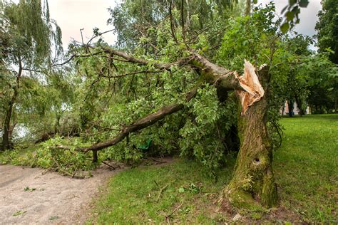 which city has trees fallen down from the hurricane