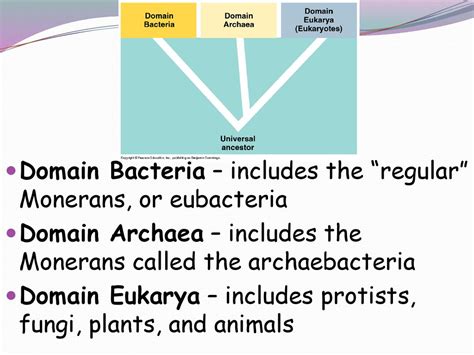 which domain includes all animals and plants