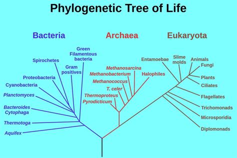 which domain includes protista and fungi