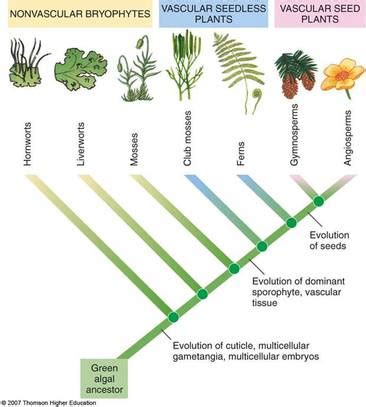 which domain is plantae in