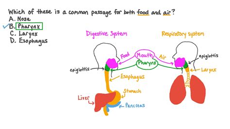 which is a common passage for both the digestive system