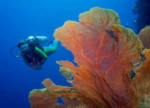 which is better diving palau or the banda sea