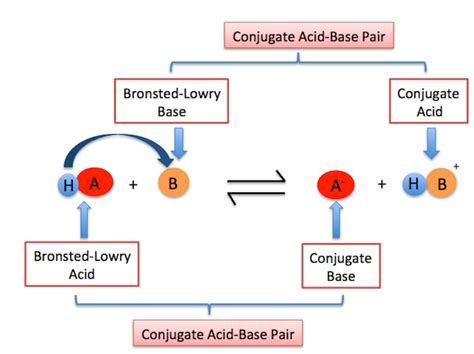 which of the following shows a bronsted lowry acid reacting