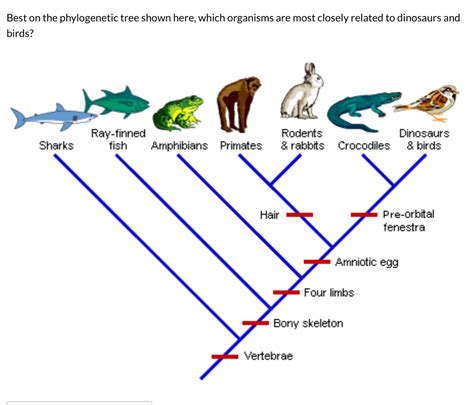 which of the following statements about phylogenetic trees is true