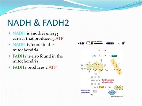 which process produces both nadh and fadh2