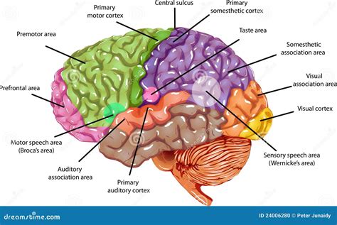 which region of the brain is necessary for consciousness