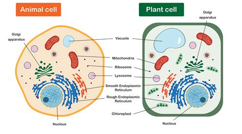 which structure is common to plant and animal cells