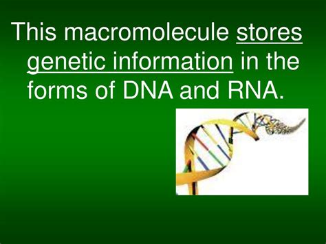 which type of macromolecule stores genetic information