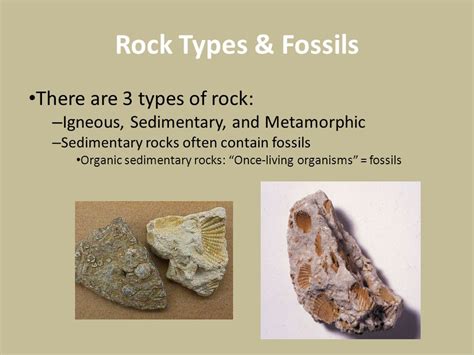 which type of rock can contain fossils from the sea