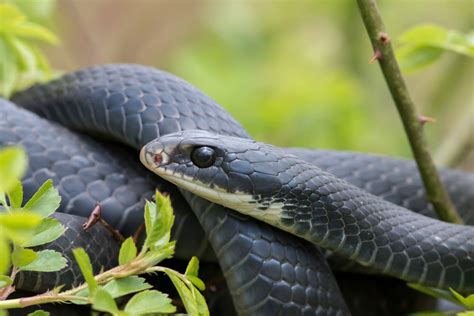 which type of snakes lives in deciduous forest