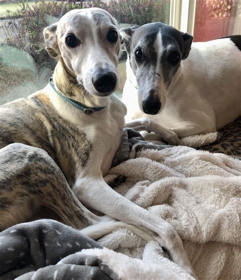 whippet adoption