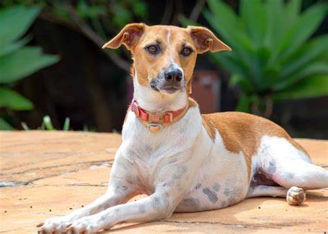 whippet mixed breed dog