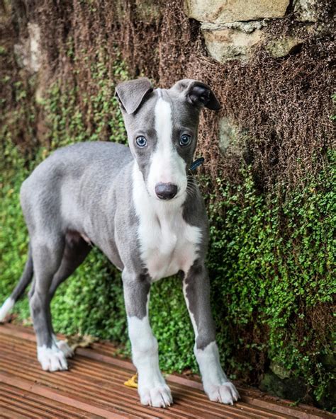 whippet puppy