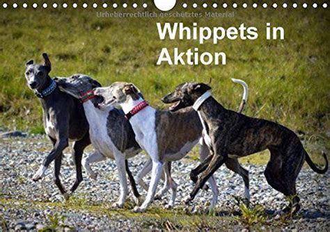 whippets aktionat version tischkalender 2016 quer Reader