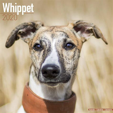 whippets calendar multilingual edition Reader