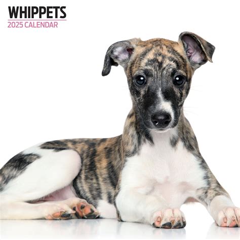 whippets calendar multilingual edition Reader