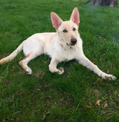 white alsatian dog for sale