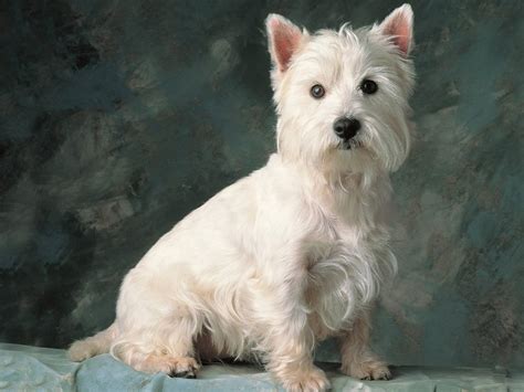 white cairn terrier