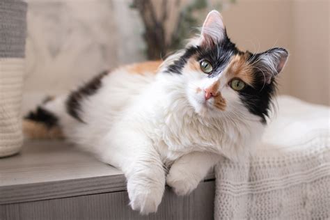 white calico cat