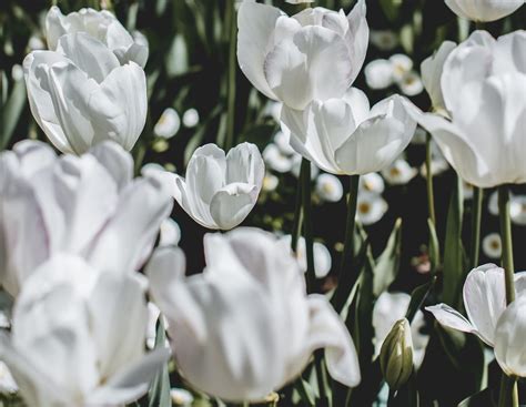 white flower types