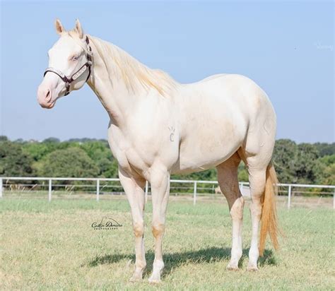 white mares daughter Doc