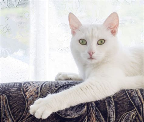 white shorthair cat