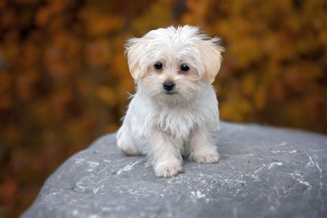 white small dog