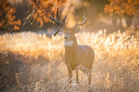 white tailed deer 2014 18 month calendar multilingual edition PDF