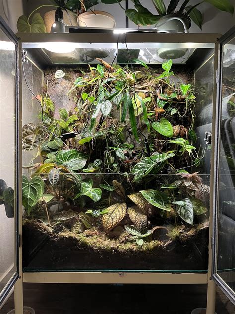 whites tree frog in 40 gallon tank