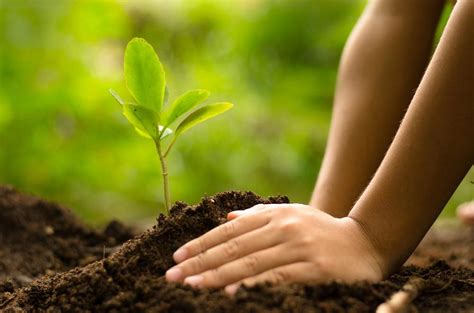 who will plant a tree? Reader