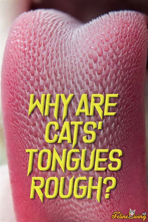 why are cats tongues rough