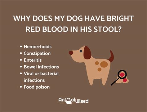 why does my dog have blood in his poop