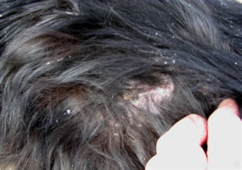 why does my dog have dandruff