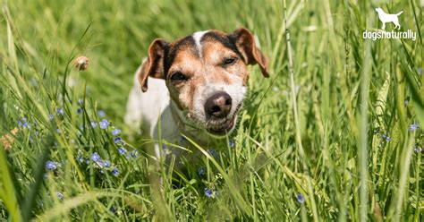 why dogs eat grass and throw up