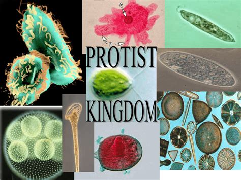 why is kingdom protist so diverse