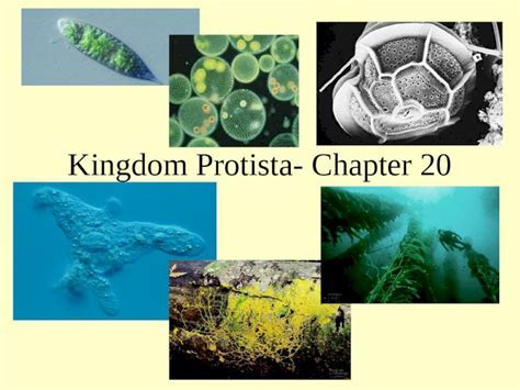 why is the protist kingdom the most diverse kingdom