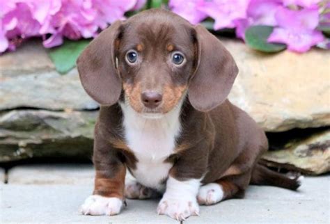 wiener dogs for sale near me