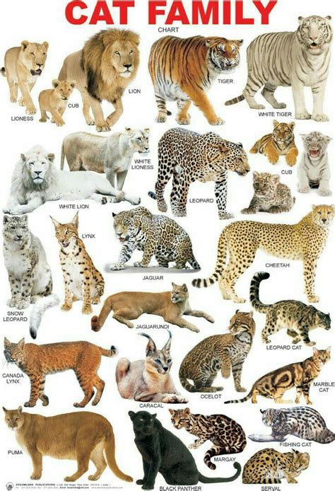 wild cats pdf download 17 Reader