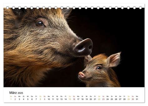 wilde eichh rnchenwelt tischkalender 2016 quer Reader