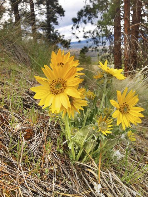 wildflowers of montana Reader