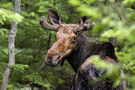 wildlife of north america Kindle Editon