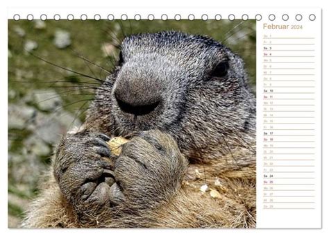 wildlife verspielte murmeltiere tischkalender monatskalender Epub