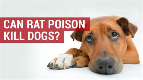 will a poisoned rat kill a dog