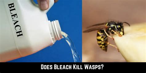 will bleach kill a wasp