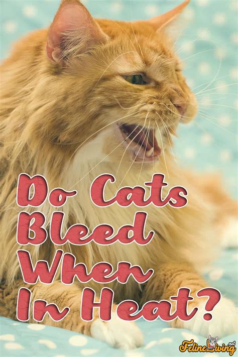 will cats bleed when in heat