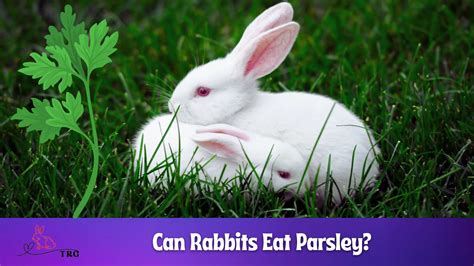 will rabbits eat parsley