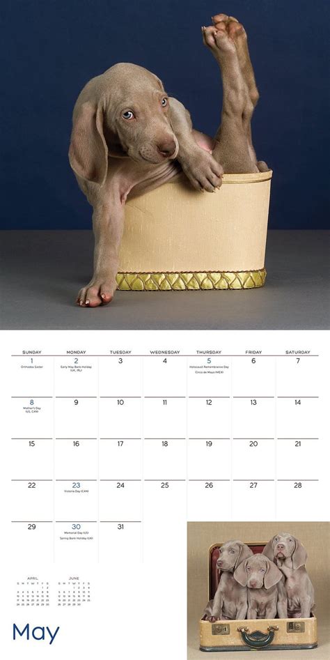 william wegman puppies 2016 wall calendar Reader