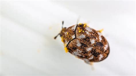window sill bugs