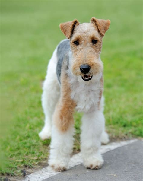 wire fox terrier dog