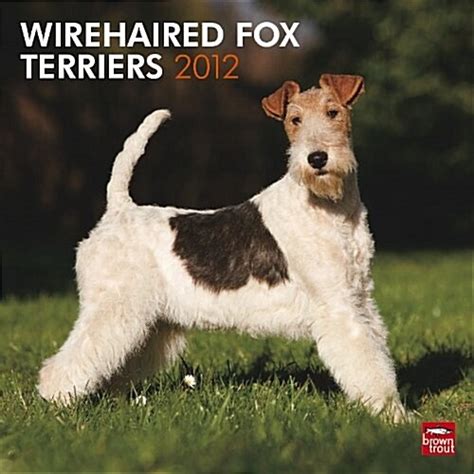 wirehaired fox terriers 2013 square 12x12 wall Reader